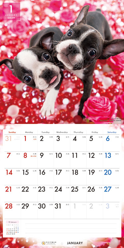 正規逆輸入品】 ボストン テリア PICTWANカレンダー DOG 2023年カレンダー 23CL-50005L