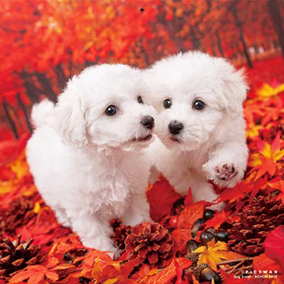 PICTWANカレンダー 10月