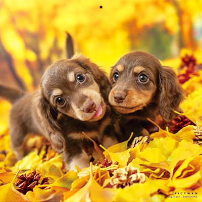 PICTWANカレンダー 11月