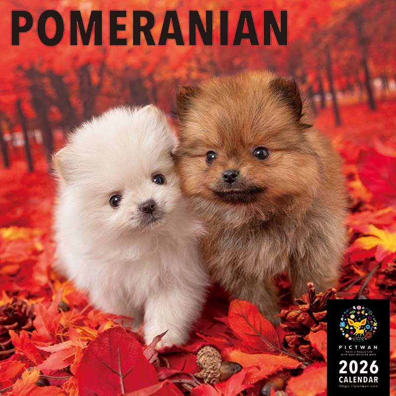 PICTWANカレンダー2026 ポメラニアン【L判】