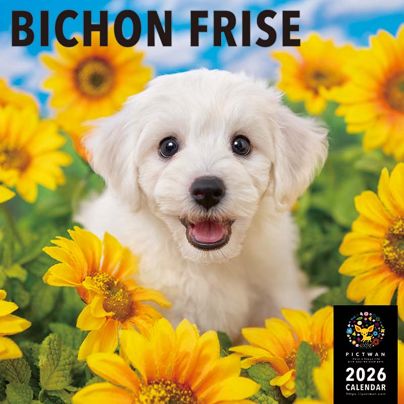 PICTWANカレンダー2026 ビション・フリーゼ【L判】