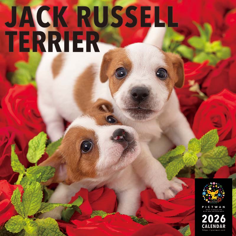 ユキ　30本 PICTWANカレンダー2026 ジャック・ラッセル・テリア【L判】
