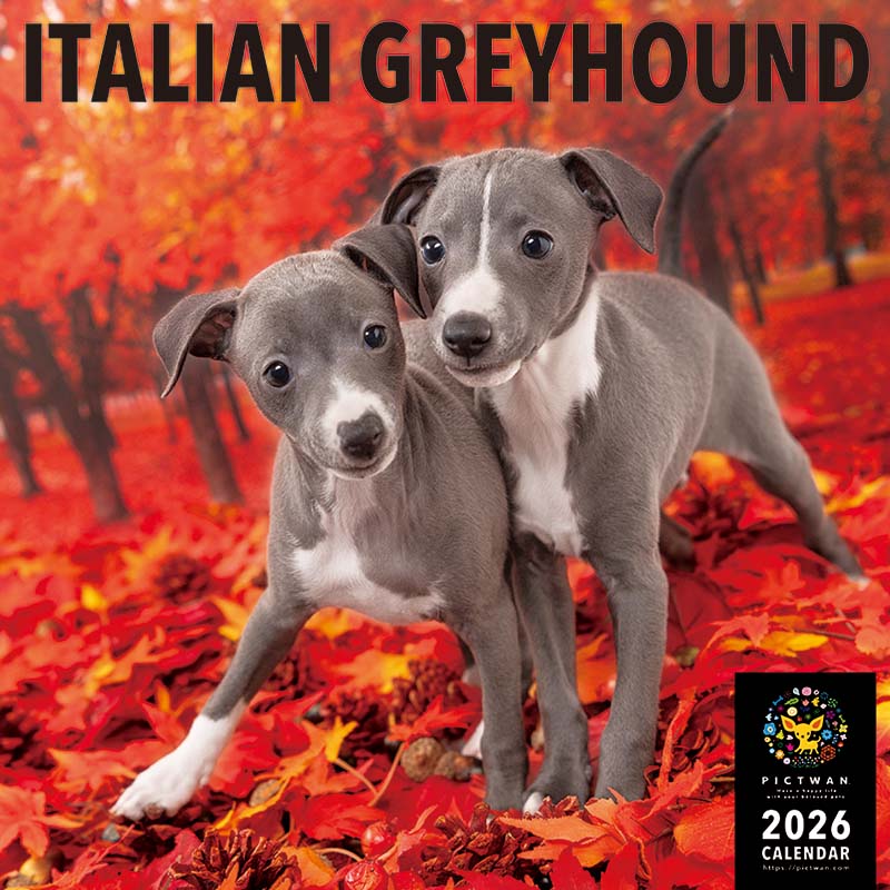 PICTWANカレンダー2026 イタリアン・グレーハウンド【L判】