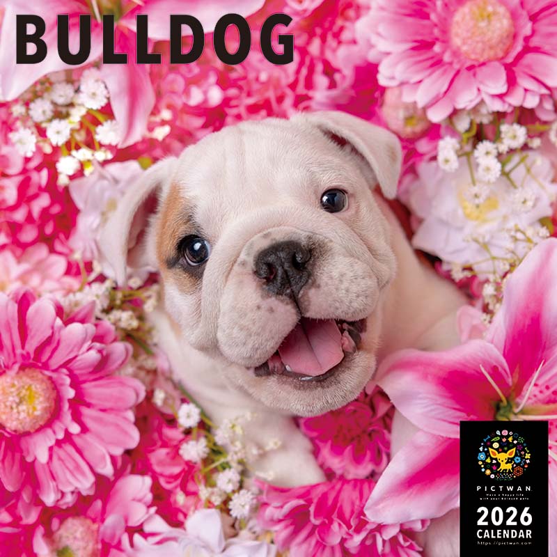 PICTWANカレンダー2026 ブルドッグ【L判】