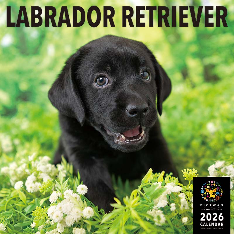 ラブラドールページ うつぶせラブラドール・レトリバー｜WooBia公式オンライン