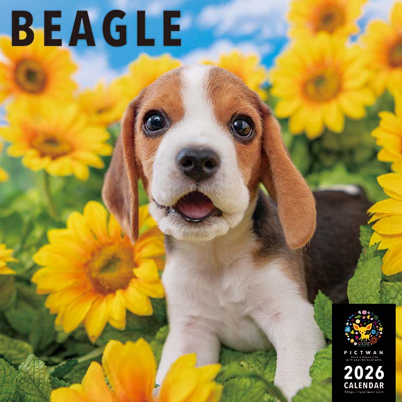 PICTWANカレンダー2026 ビーグル【L判】